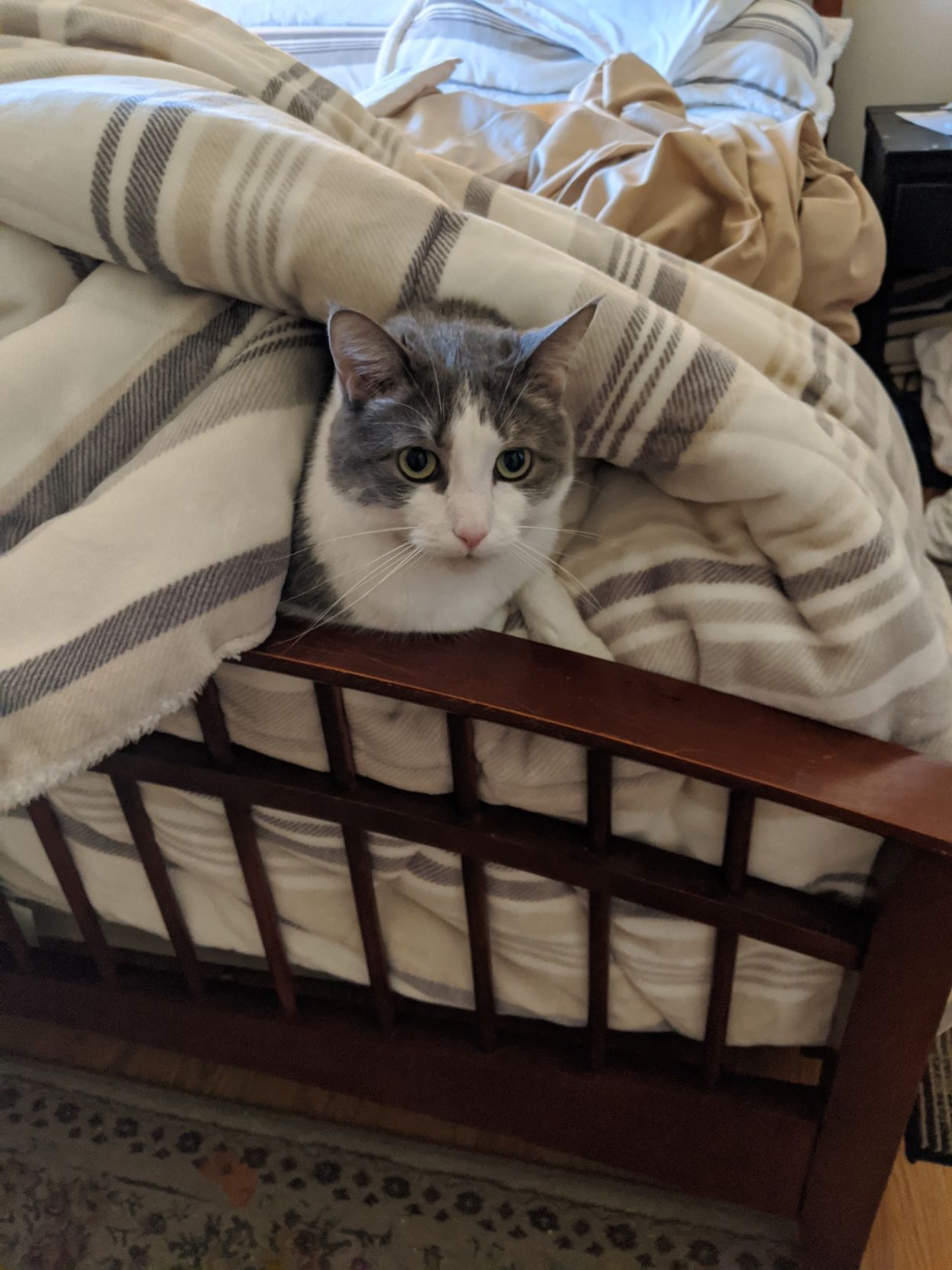 Milo
